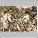 Myrmeleotettix maculatus - Gefleckte Keulenschrecke 06 Teverener Heide.jpg